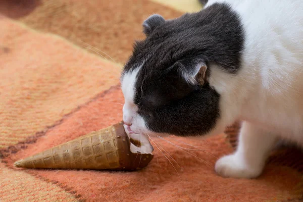 Lustige Schwarz Weiße Katze Isst Eis Auf Dem Teppich — Stockfoto