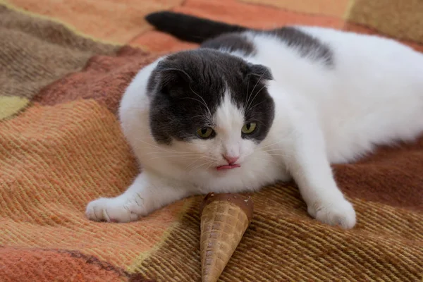 Grappig Zwart Wit Kat Eten Ijs Liggend Het Tapijt — Stockfoto