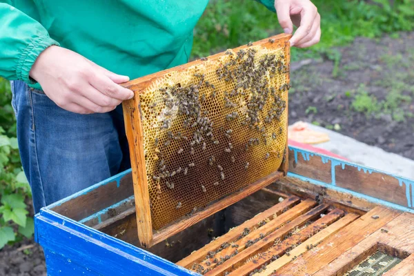 Apicultor Sosteniendo Marco Panal Con Abejas — Foto de Stock