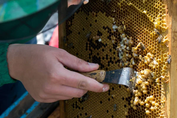 Apicultor Sosteniendo Marco Panal Con Abejas Limpieza Drones — Foto de Stock