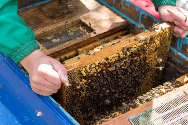 Beekeeper Holding Frame Honeycomb Bees — Stock Photo, Image