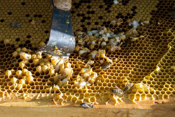 Foto Abejas Panal Colmenar — Foto de Stock