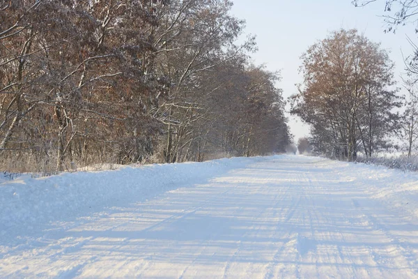 晴朗的冬日 雪地铺满了树木 — 图库照片