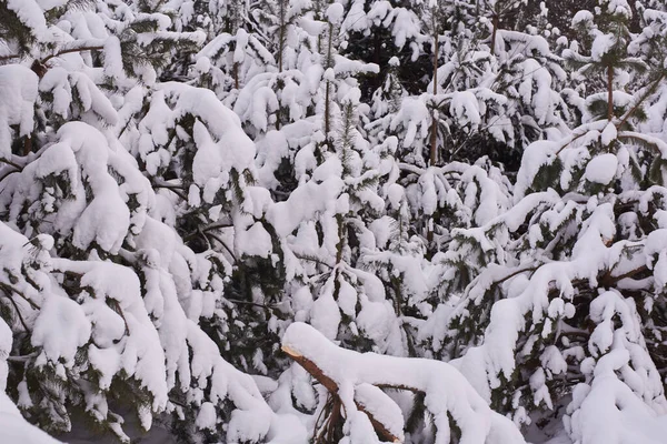 Floresta Pequenos Pinheiros Exuberantes Cobertos Neve Inverno — Fotografia de Stock