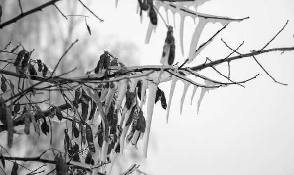 Icicles Congelado Árbol Invierno Foto Blanco Negro —  Fotos de Stock