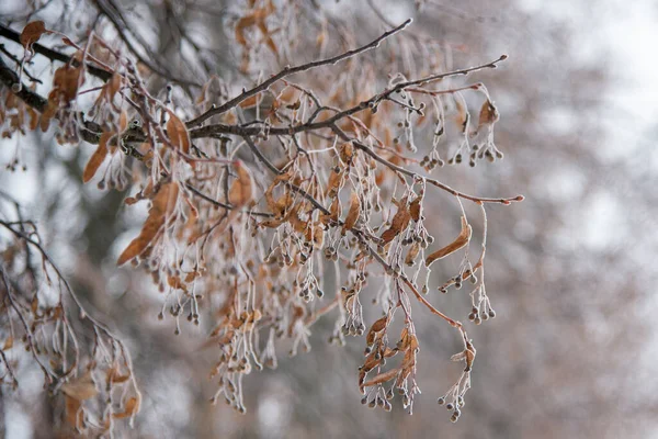 Foto Uma Velha Tília Congelada Inverno — Fotografia de Stock