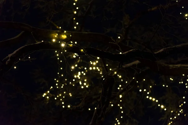 Árbol Calle Está Decorado Con Guirnalda Amarilla Por Noche — Foto de Stock