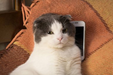 Tatminsiz kedi akıllı telefonlu bir ekose üzerinde oturuyor.