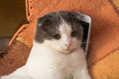 Ekoseye oturmuş akıllı telefonlu bir kedi