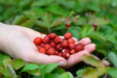 Taze toplanmış çilekler bir elde duruyor.