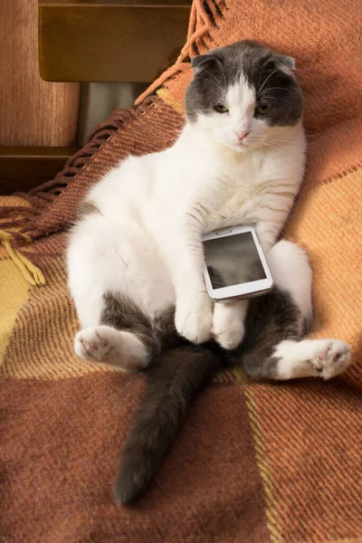 Dissatisfied Cat Sitting Plaid Smartphone — Stock Photo, Image