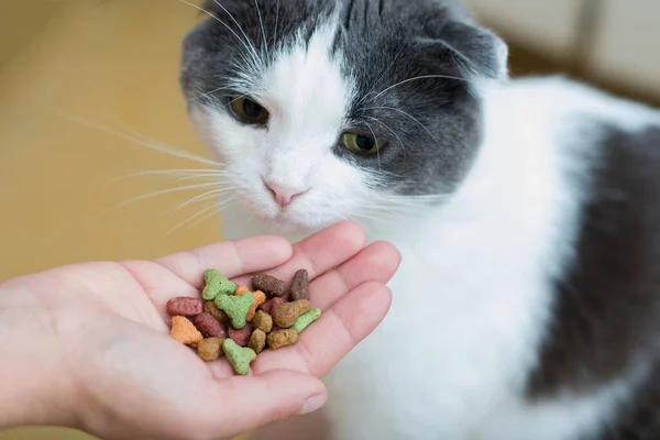 猫は所有者の手から食べ物を食べる — ストック写真