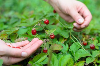 Taze toplanmış çilekler bir elde duruyor.
