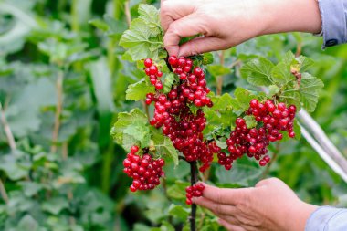 Bahçede frenk üzümü toplayan bir kadın eli