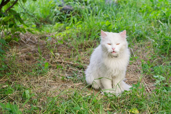 Chat Blanc Assis Dans Herbe Verte — Photo