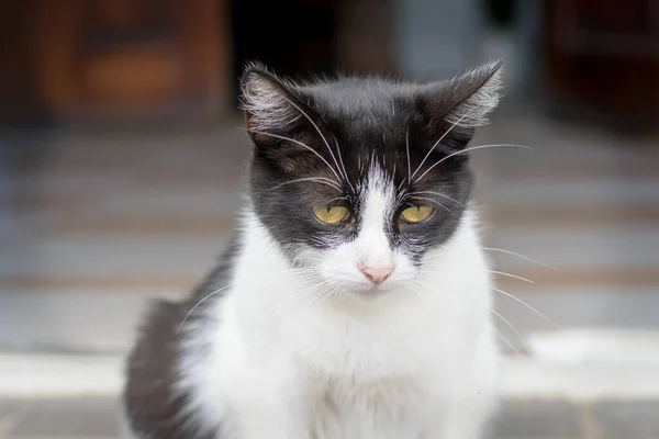Πορτραίτο Μιας Λυπημένης Γάτας Που Κάθεται Στο Δρόμο — Φωτογραφία Αρχείου