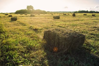 Saman yaprağı, sonbaharda tarla hasat etmek.