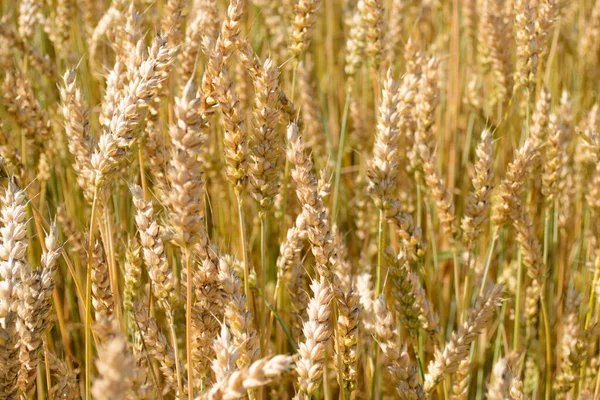 畑の小麦の穂の写真 — ストック写真