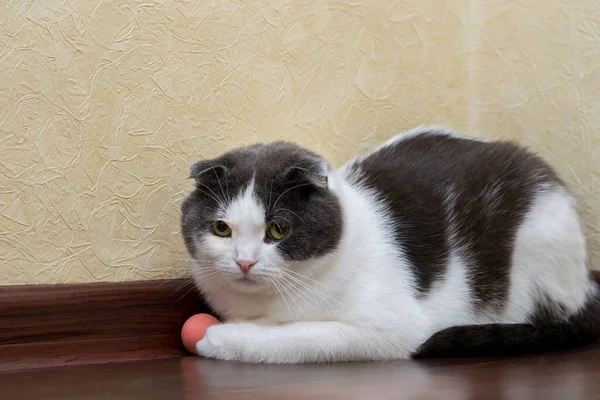 Scottish Cat Does Want Play His Ball — Stock Photo, Image