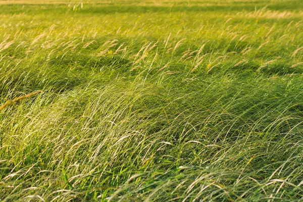 畑の写真 緑のジューシーな草 — ストック写真