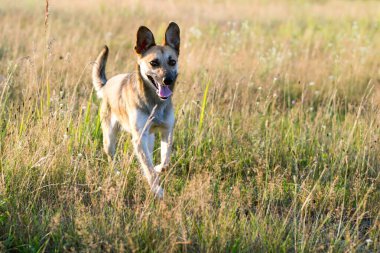 Köpek kırması, güneşli bir günde tarlayı koşarak geçer.