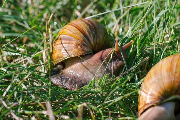 Adult African Achatina Snails Eats Grass Outdoors — Stock Photo, Image