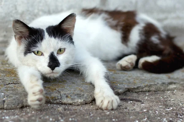 Retrato Gato Sem Teto Deitado Pavimento Rua — Fotografia de Stock