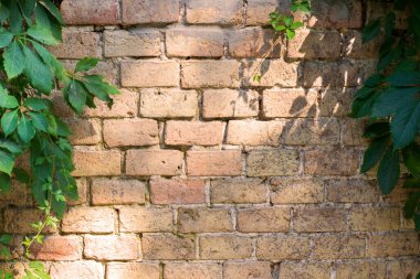 Eski tuğla duvar bir bitki tarafından kenarlara sıkıştırılmış.