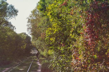 Bir bisikletçinin silueti sonbahar ormanından geçen rayların yanında.