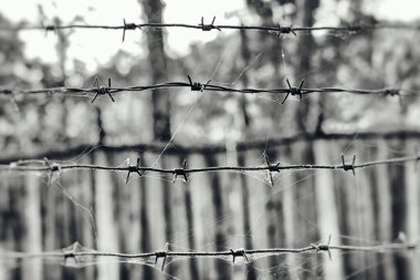 Ahşap çitin arkasındaki ağda dikenli tel, siyah beyaz fotoğraf.