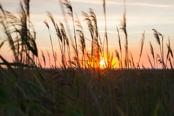 Gros Plan Herbe Sur Fond Coucher Soleil — Photo