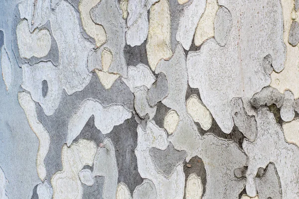 Текстура Светлого Дерева Дерева Творческого Фона — стоковое фото