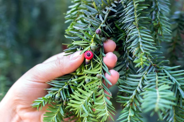 Hand Houdt Een Tak Van Een Groene Taxus Met Rijpende — Stockfoto