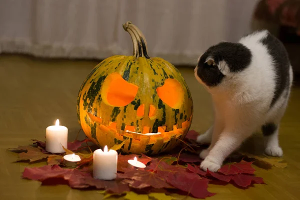 Страшная Тыква Хэллоуина Листья Горящие Свечи Кошка — стоковое фото