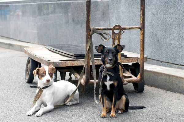 Dois Cães Cur Amarrado Carrinho Caminhão Rua — Fotografia de Stock