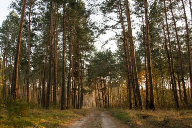 Sonbaharda orman yolu boyunca yüksek çam ağaçları