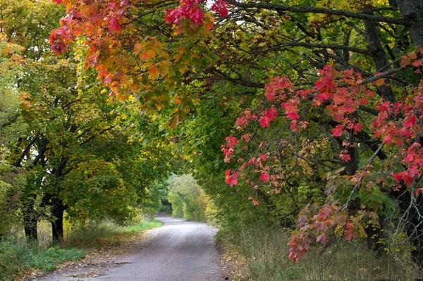 Baumtunnel Über Der Straße Herbst — Stockfoto