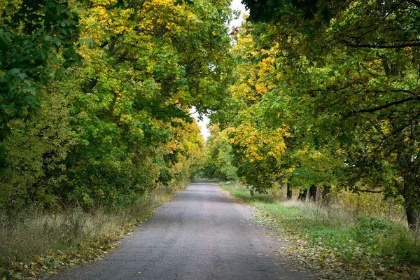 Túnel Árboles Sobre Carretera Otoño — Foto de Stock