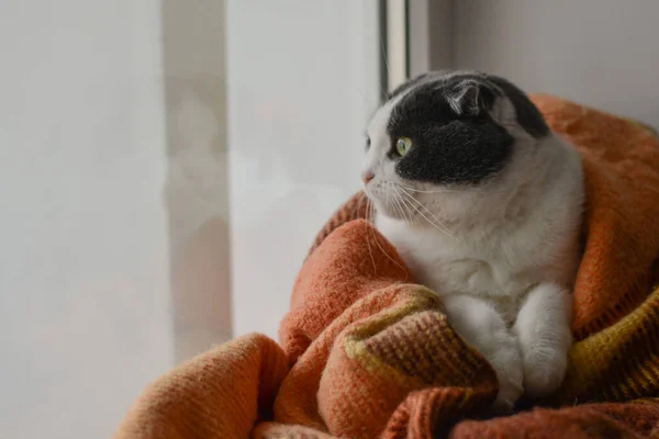 Γάτα Τυλιγμένο Ζεστό Καρό Κάθεται Ένα Περβάζι Παράθυρο — Φωτογραφία Αρχείου