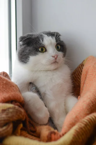 Gato Envuelto Una Manta Mantiene Pescado Congelado —  Fotos de Stock