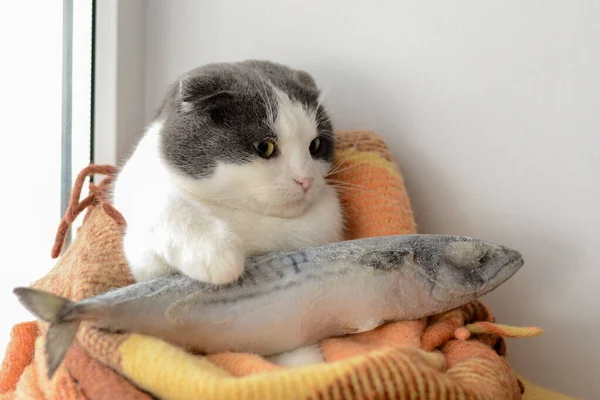猫裹在毛毯里 养着大鱼 — 图库照片