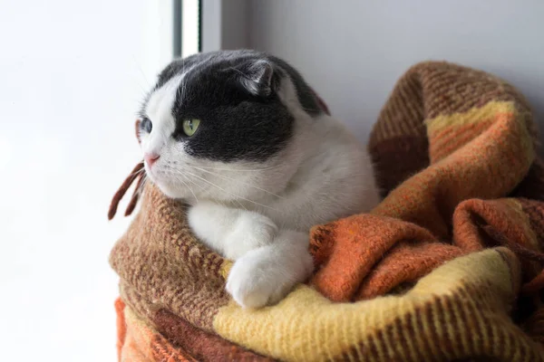 Gato Embrulhado Xadrez Quente Sentado Uma Soleira Janela — Fotografia de Stock