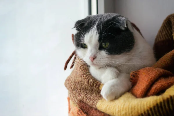 Cat Wrapped Warm Plaid Sitting Window Sill — Stock Photo, Image
