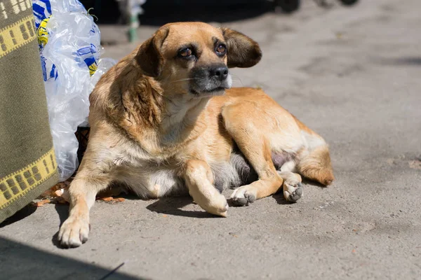 Cão Sem Teto Parece Claramente Deitado Asfalto — Fotografia de Stock