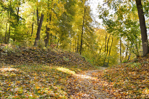 The road in the forest strewn with yellowed fallen leaves, an autumn landscape