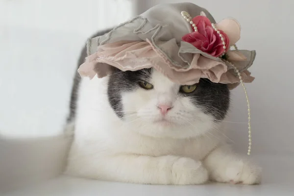 照片中穿着女士帽子的不满意的滑稽猫 — 图库照片