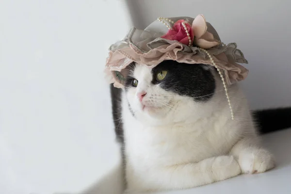 一个戴着女士帽子的滑稽猫的照片 — 图库照片