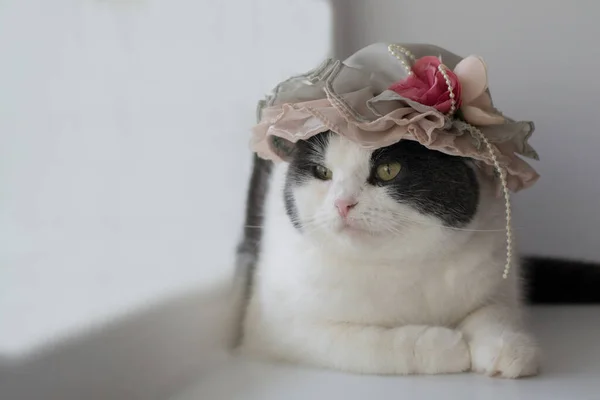 Photo Funny Cat Lady Hat — Stock Photo, Image