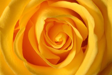 Sarı çiçekli bir gül, makro, yakın plan, arka plan