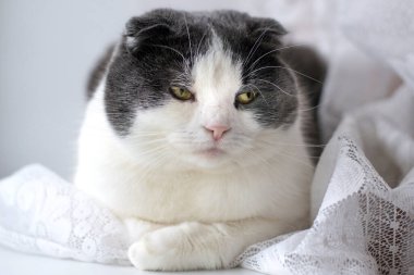 Camın kenarında oturan zeki yüzlü, ciddi bir kedi.